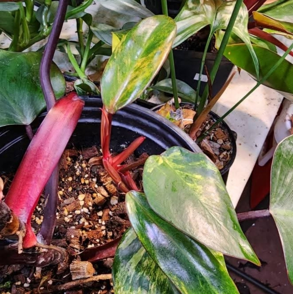 Vibrant Philodendron Strawberry Shake